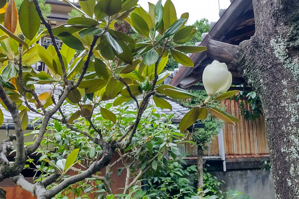 成願寺のタイサンボク2