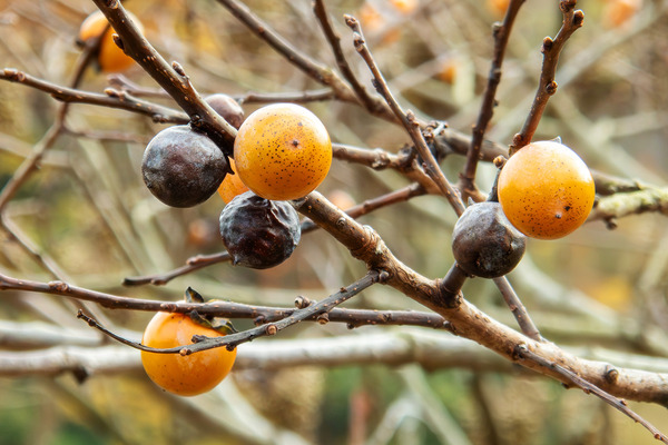 �ޥᥬ�� 2025-1