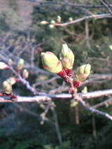 c29c197a.jpg