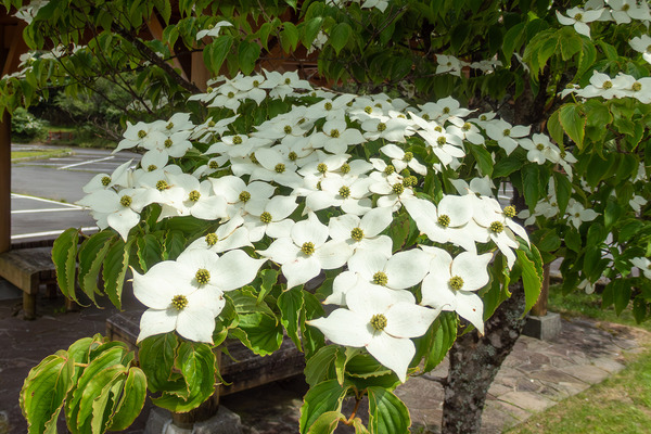 水ヶ塚公園のヤマボウシ 2025-2