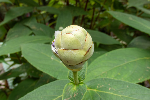 タマアジサイ 2025-2