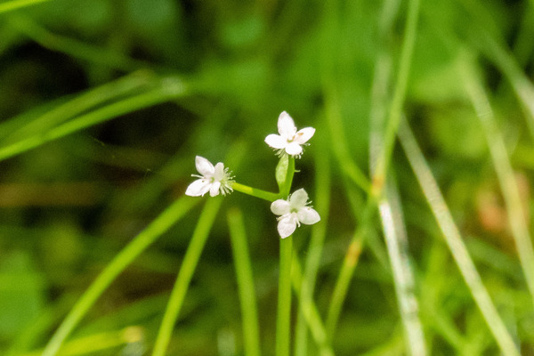 腰切塚の小さい白い花