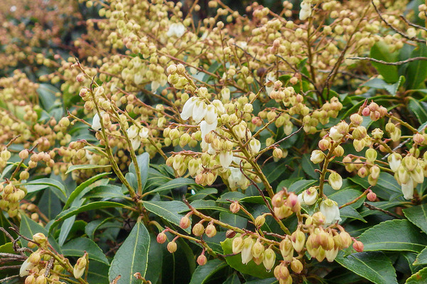 �ⴧ���Τ�����2020-2