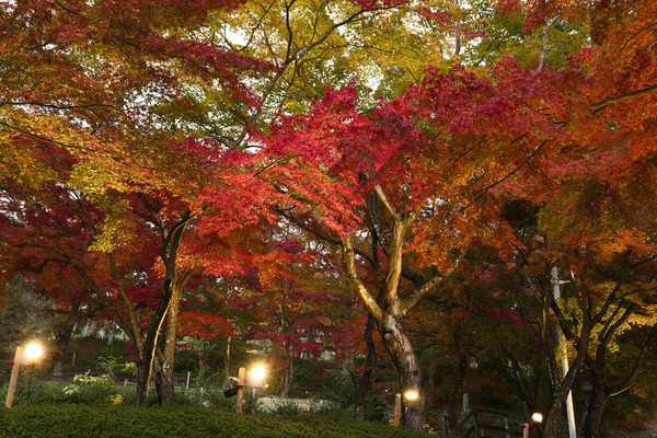 伊豆修善寺虹の郷の紅葉2023-2