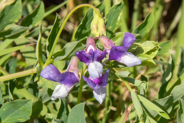 �ϥޥ���ɥ��β�