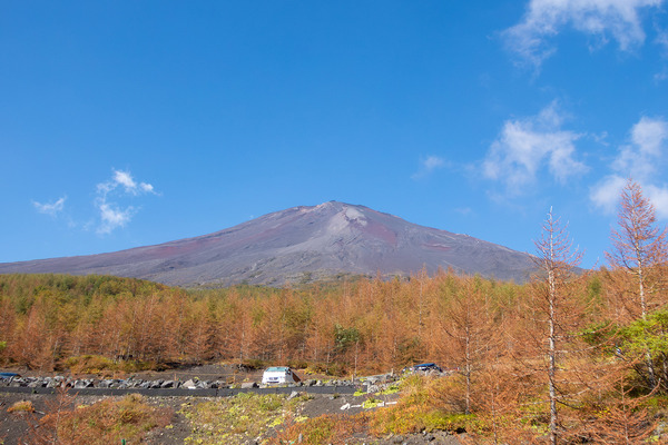 須走口5合目のカラマツの虫害2024-1