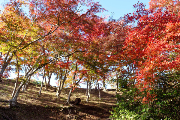 修善寺自然公園もみじ林の紅葉2023-1