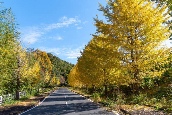 ��ƦĹ���Υ����祦�ι��� 2025-1