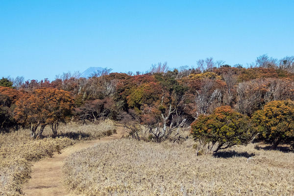 �ⴧ���Υ�����2021-2