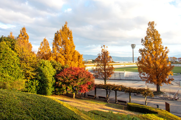 愛鷹運動公園のメタセコイアの紅葉 2025-3