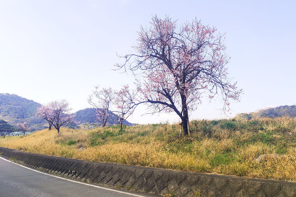 ��ƦĹ���Υ������ɤβ� 2026-2