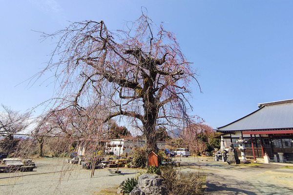 白泉寺の枝垂れ桜 2026-1