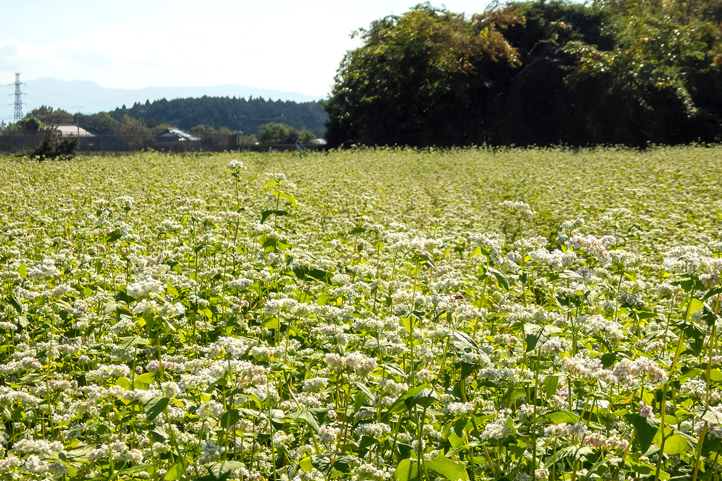 裾野市 そばの花が満開でした 21 季節の花だより はなつうwest Blog