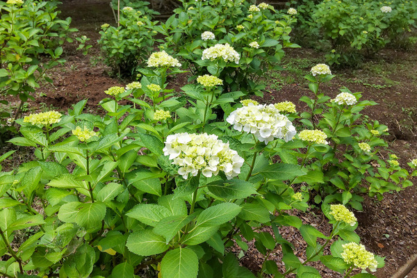 ��ӻ��Υ�������2023