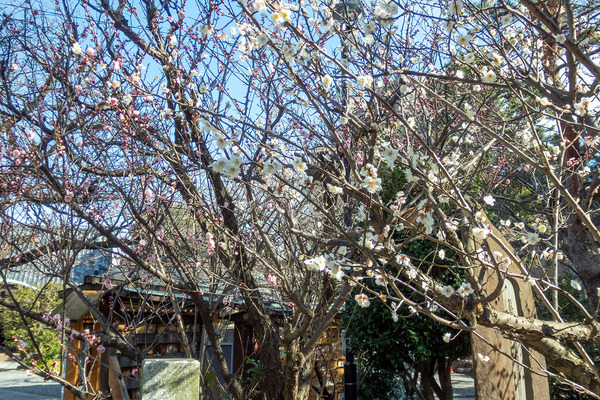 ���š��������Ҥ��� 2024