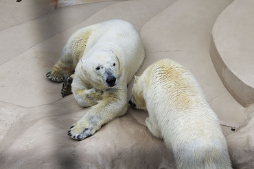 ���å���2012