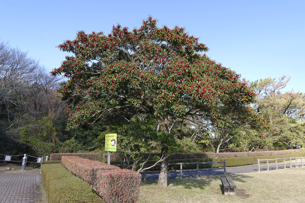 �������ͥ���μ� 2024-1