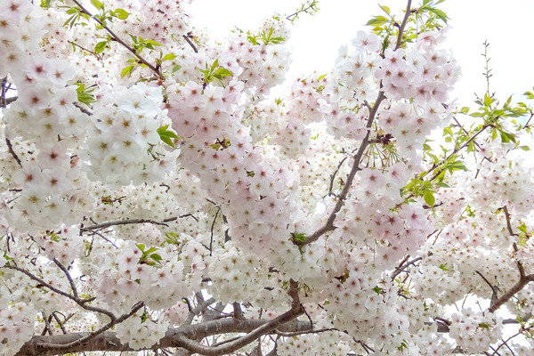 戸田・蓮華寺の桜