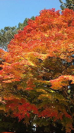上賀茂神社