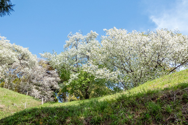 興国寺城跡の桜2024-2