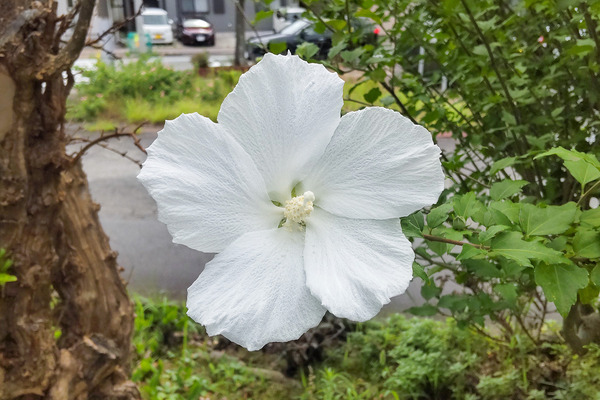 ムクゲの花 2024-3