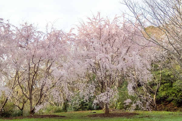 ��ӻ������ 2025-1