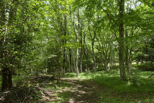 原生の森公園の新緑 2026-1