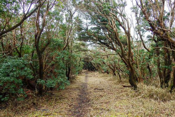 �ⴧ���Τ�����2020-1