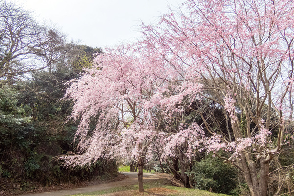 香貫山の三春の滝桜 2026-2