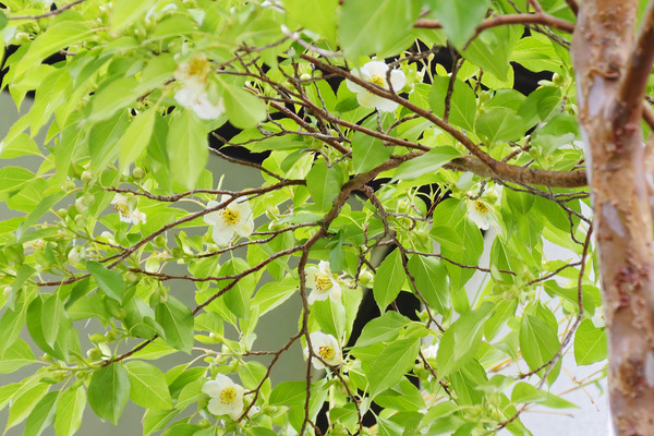 ヒメシャラの花 2025-1