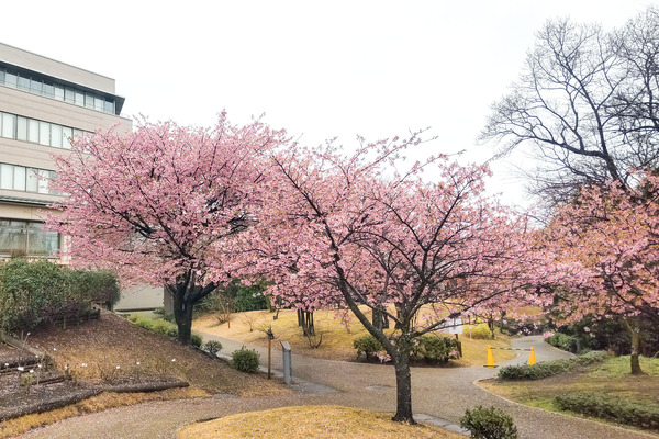 �Ų����󥻥󥿡��β��ź�2024-2