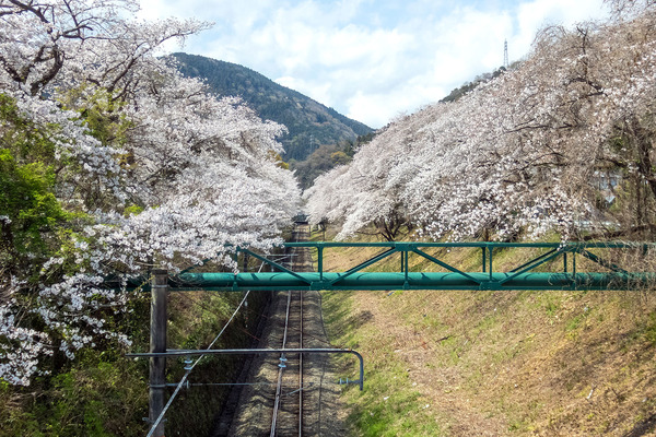 ���̱ؤΥ��ᥤ�襷�� 2025-1