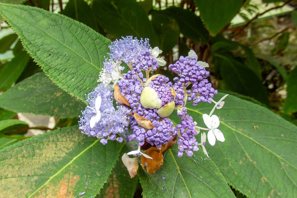 タマアジサイ 2025-1