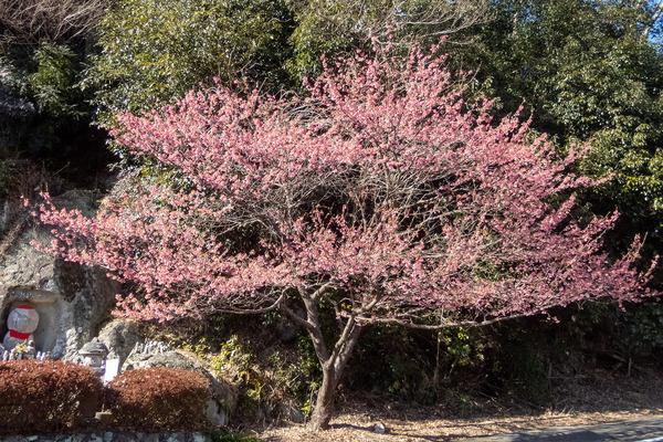 子育地蔵尊の桜2025