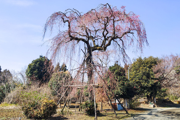 白泉寺の枝垂れ桜 2026-2