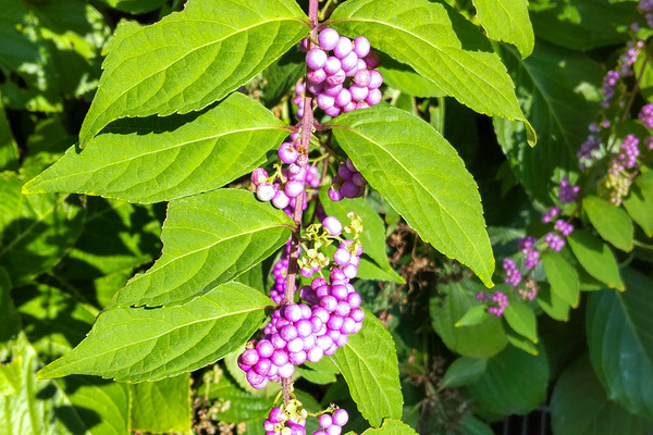 ��饵�������֤β�2023