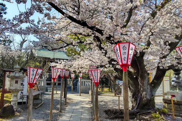 沼津・日枝神社の桜2023
