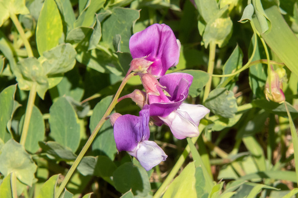 �ϥޥ���ɥ��β�