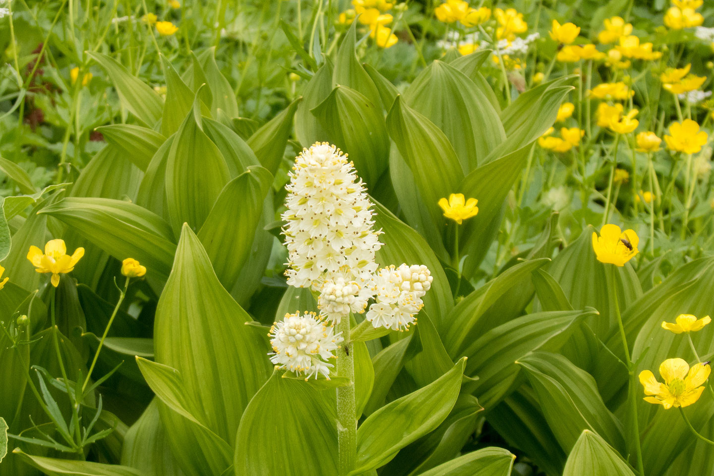 乗鞍 畳平のお花畑 季節の花だより はなつうwest Blog 乗鞍 畳平のお花畑 季節の花だより はなつうwest Blog