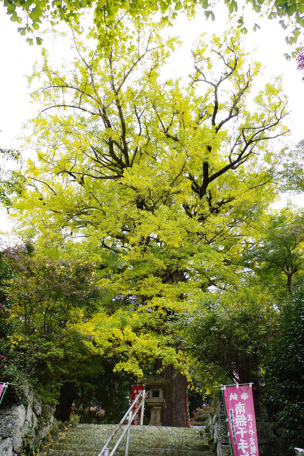 益山寺の大銀杏2016-1