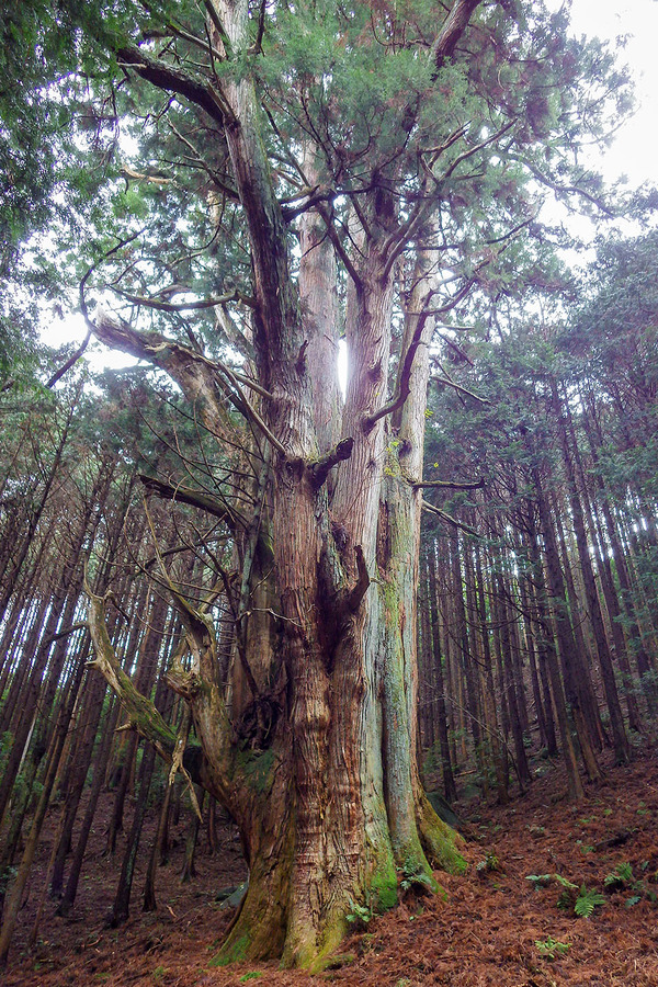 河内の大杉