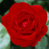 Revolution Francaise