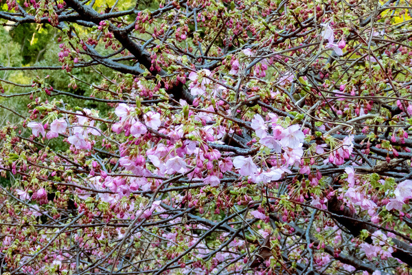 来ル見の河津桜2024-2
