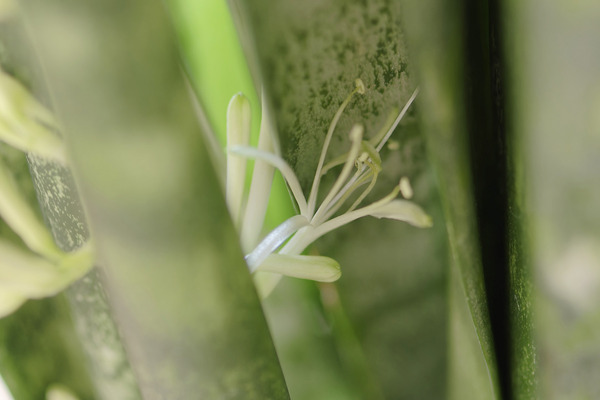 サンセベリアの花 2024-5