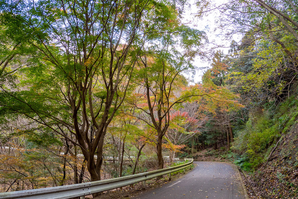 松川湖の紅葉2023-2