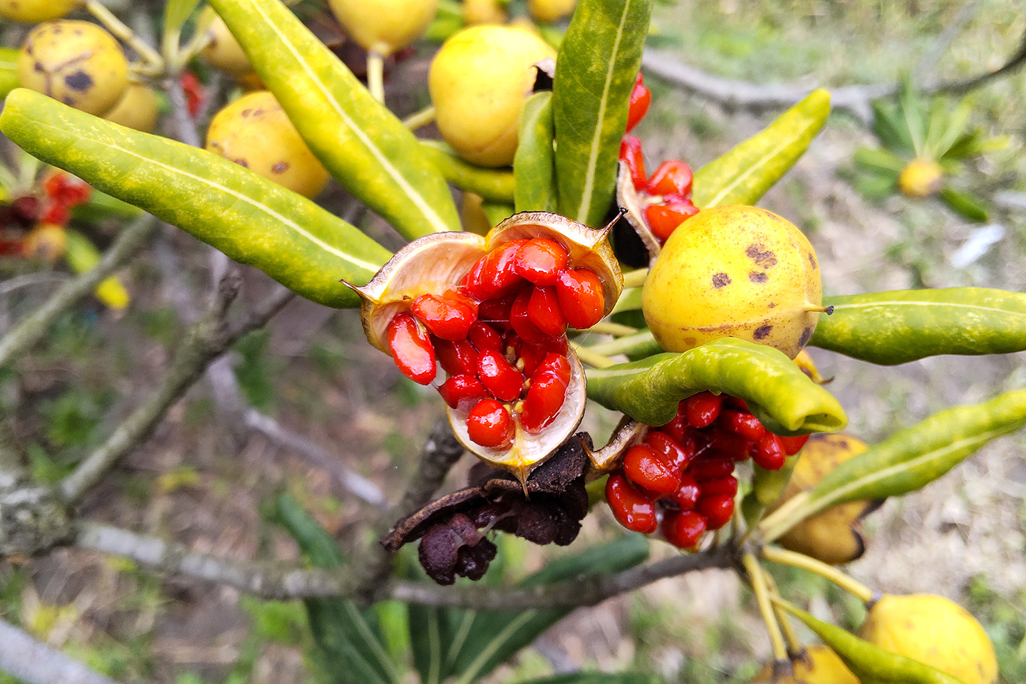 トベラの実 : 季節の花だより はなつうWEST Blog