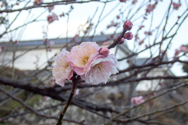 ���ĸ������2023-2