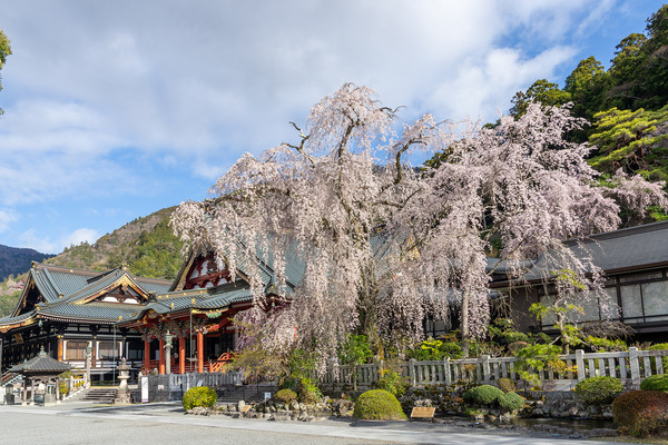 身延山のシダレザクラ 2026-2