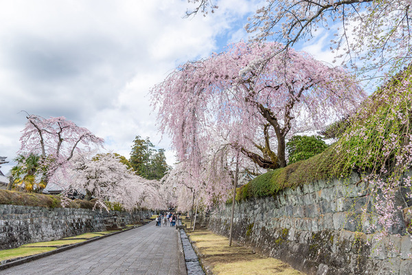 大石寺のシダレザクラ 2026-2