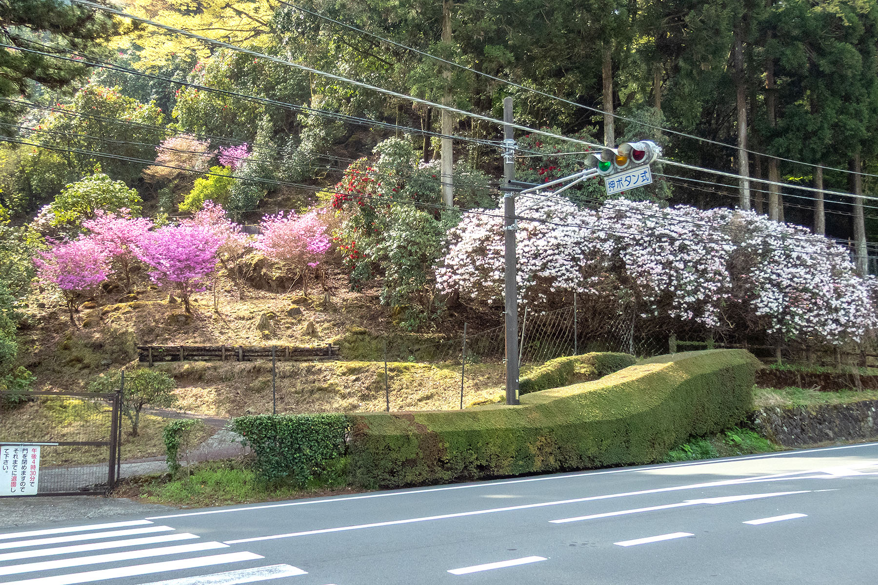 伊豆市 天城周辺でアマギシャクナゲが咲き始めています 2025 : 季節の